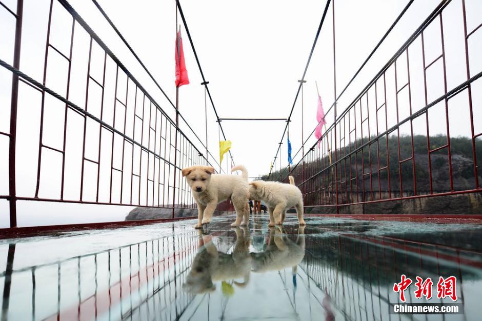 Security officer protects dogs from falling off the bridge