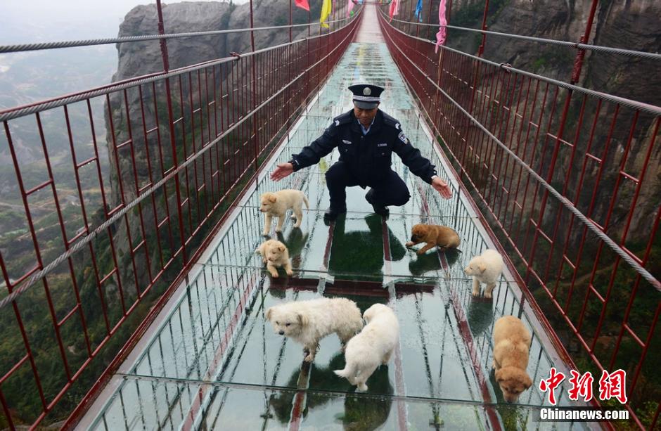 Security officer protects dogs from falling off the bridge