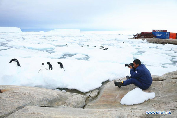 Penguins play near Zhongshan Antarctic Station