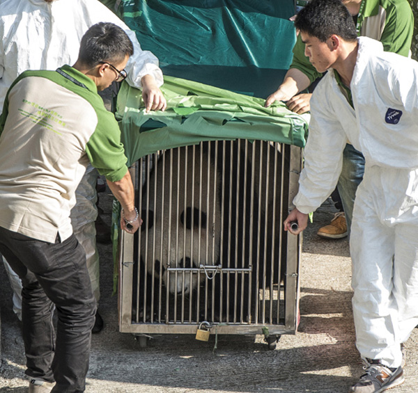 New panda pair sent to Macao