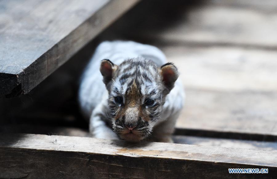 Siberian tiger cubs in NE China