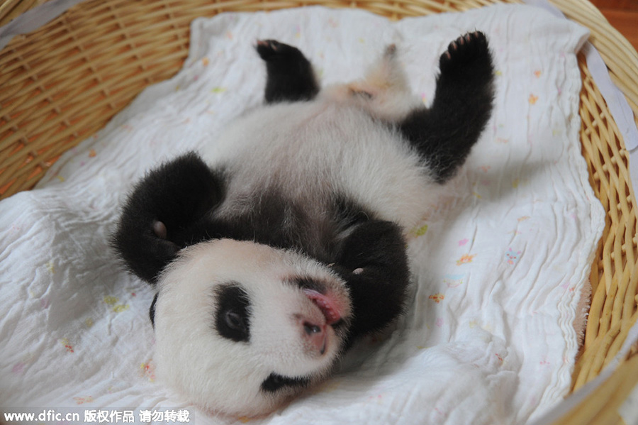 New-born giant panda cubs make their debut in Sichuan