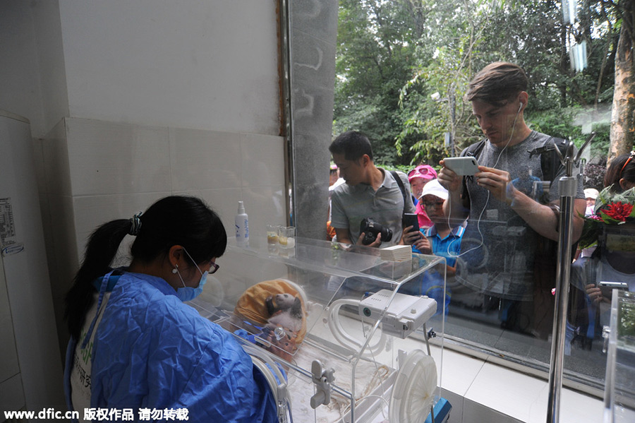 New-born giant panda cubs make their debut in Sichuan