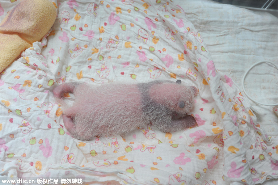 New-born giant panda cubs make their debut in Sichuan