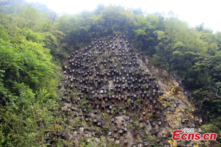 Wall of hives offers arresting sight in natural reserve