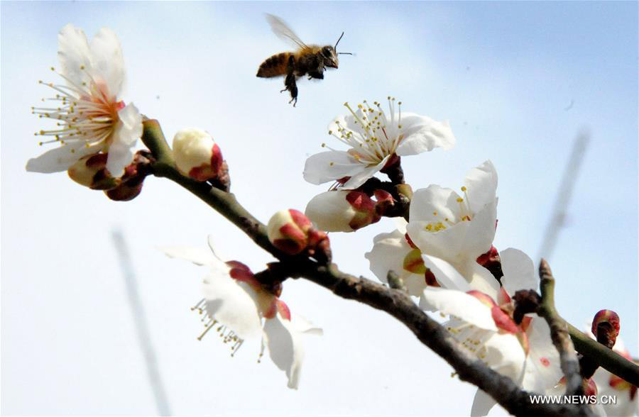 Trees blossom across China as temperature rises