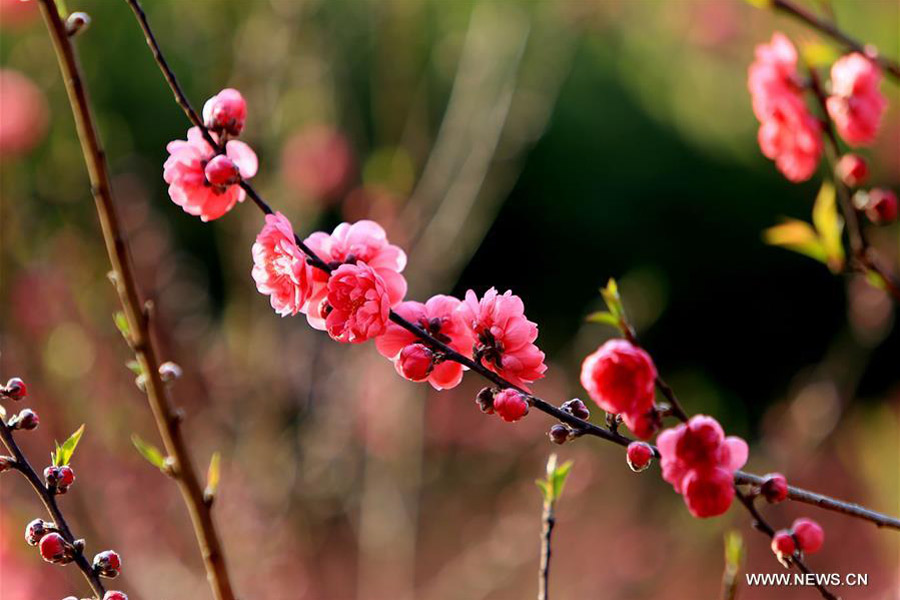 Trees blossom across China as temperature rises