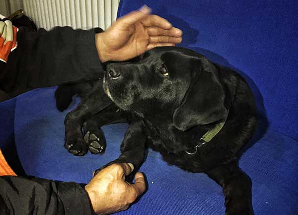 Dognappers return Labrador with apology