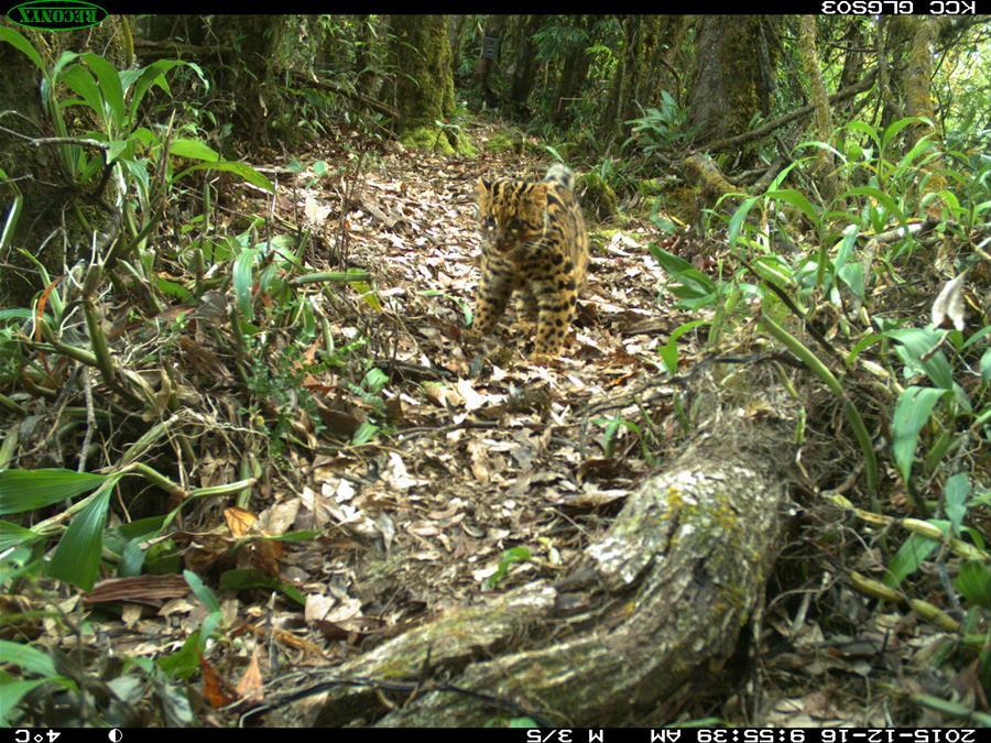 Marbled cat seen in Gaoligong Mountain, SW China's Yunnan