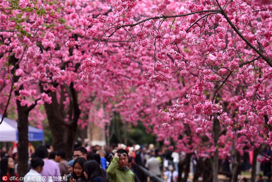 Cherry blossoms signal arrival of spring