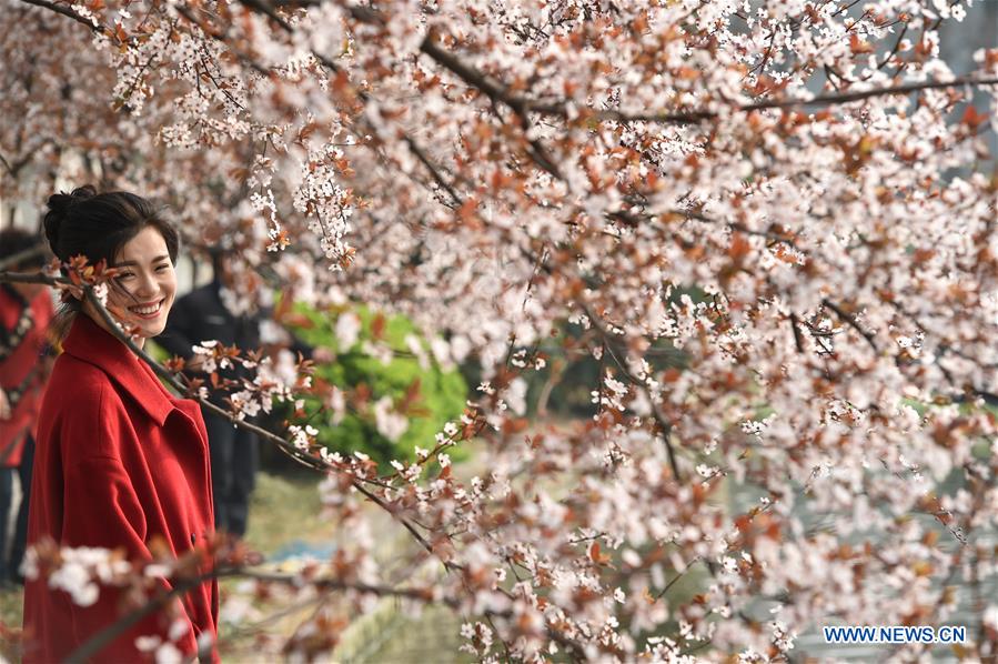 Cherry blossoms signal arrival of spring