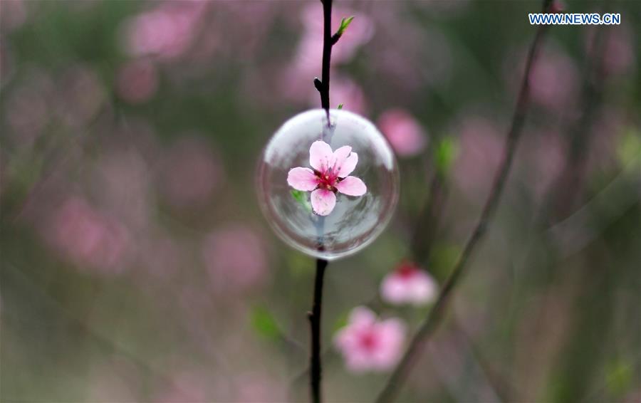 Cherry blossoms signal arrival of spring