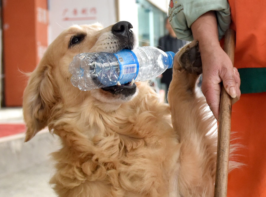 Chengdu's sanitation worker and her dog