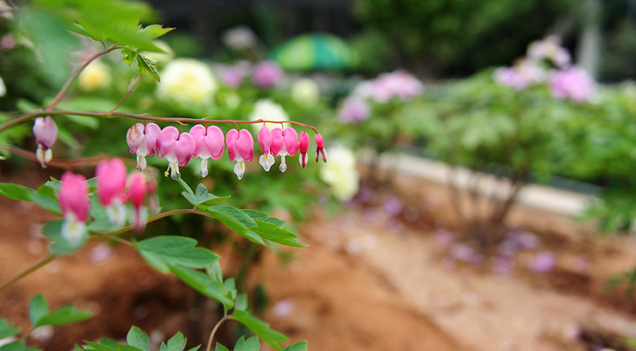 Ancient tree bears 256 peony blossoms in central China