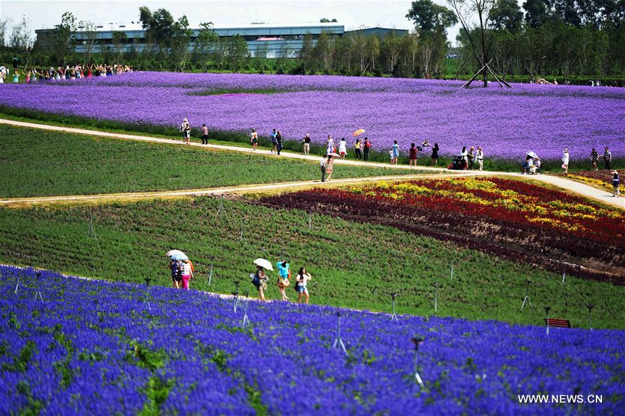 Lavender field attracts visitors in NE China