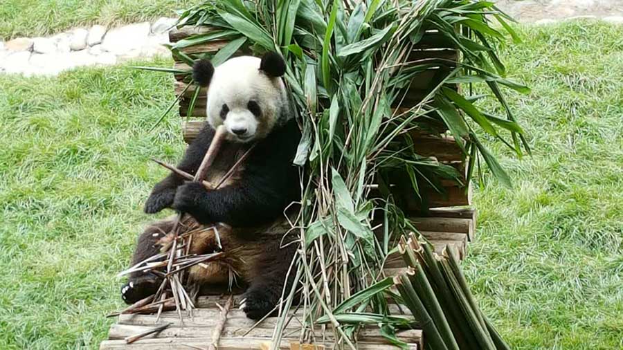 Two giant pandas meet public in NE China