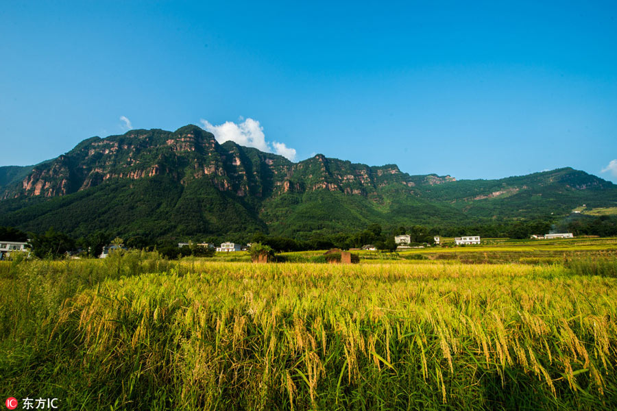 Chinese harvest in full swing