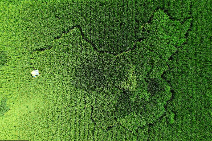 Elderly man creates map of China with colorful rice in Shanghai