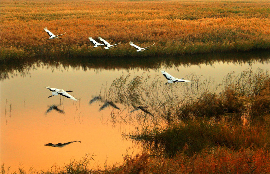 Red-crowned cranes take flight in China's Jilin