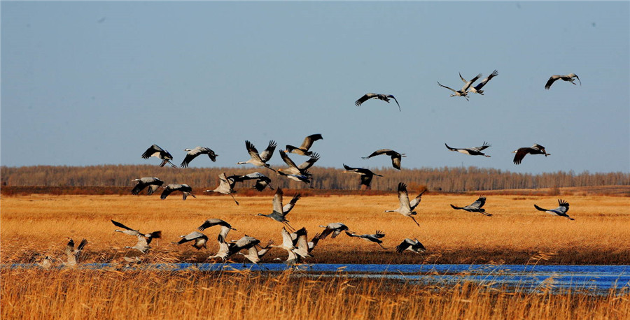 Red-crowned cranes take flight in China's Jilin