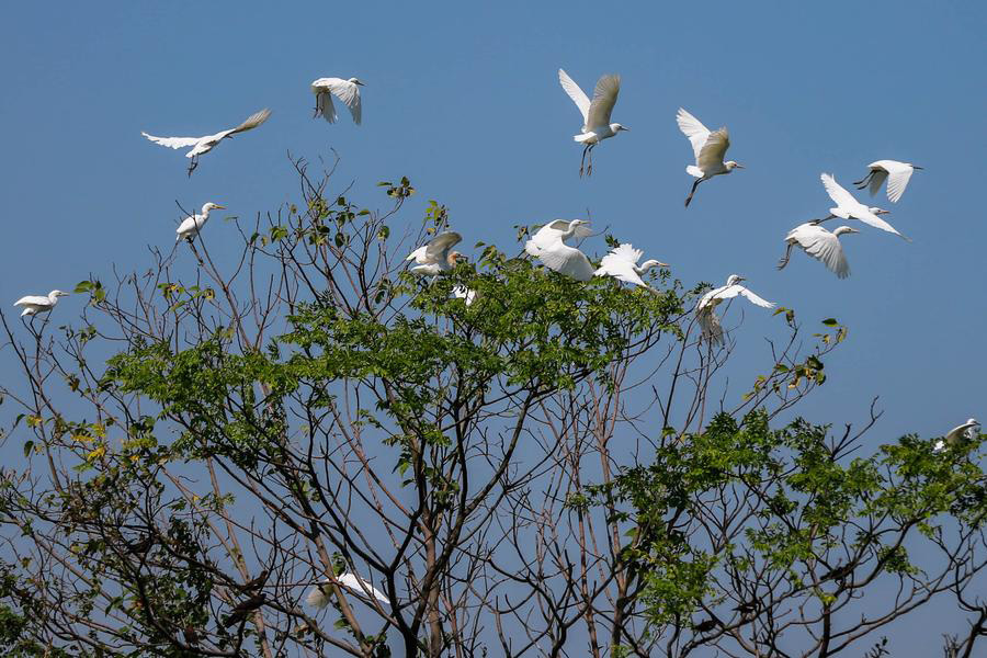 Egrets seen in East China