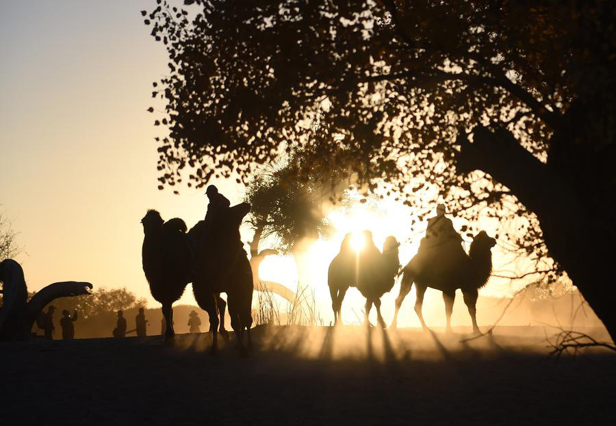 Ejin oasis in N China famous for diversiform-leaved poplar forests