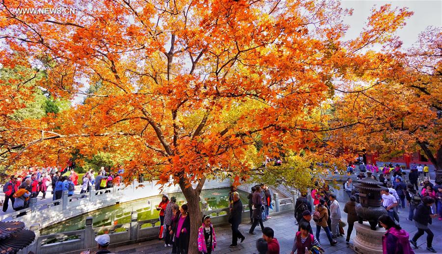 Red leaves reveal beauty of autumn