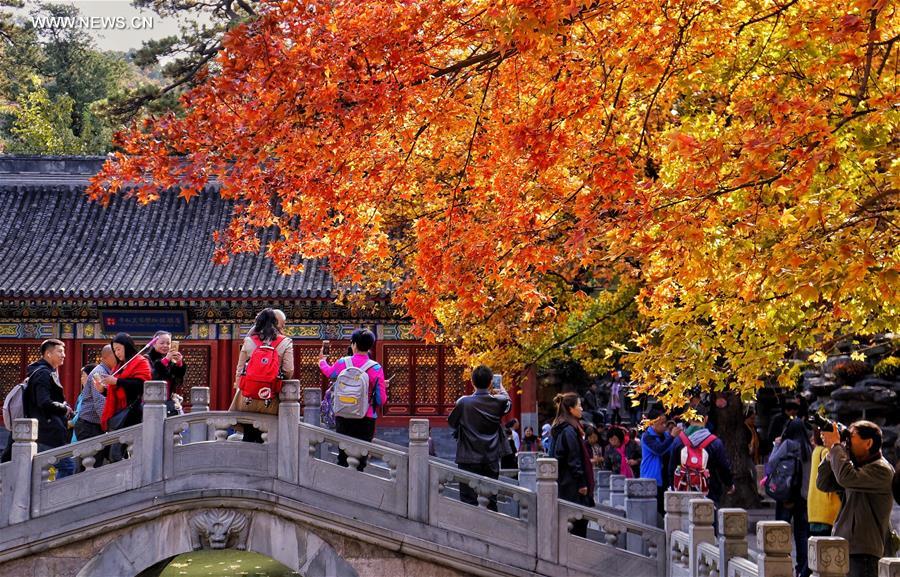 Red leaves reveal beauty of autumn