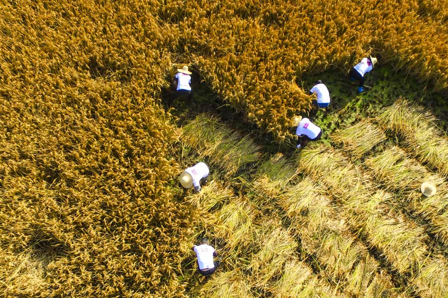 Villagers compete in rice harvest race