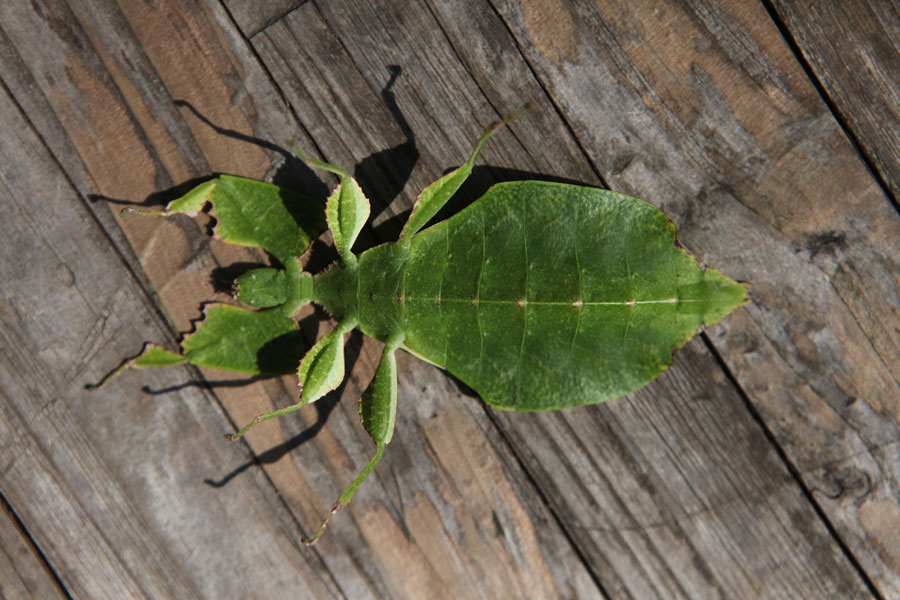 Rare Yunnan insect looks like a 'leaf' that can walk