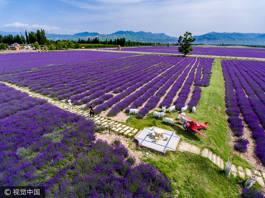 Aerial photos capture beauty of lavenders in Xinjiang