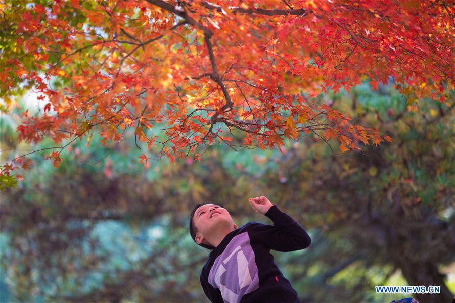 Red leaves of Lushan Mountain attract tourists