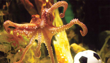 Soccer guru Paul the octopus is dead