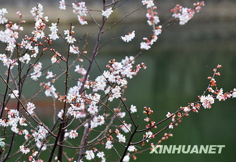 长沙春来早 樱花露笑颜（图）