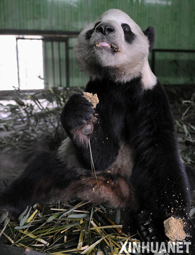 熊猫泰山的隔离检疫生活