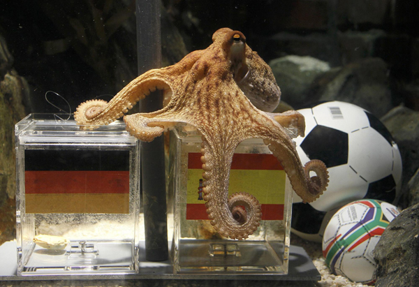 “章鱼帝”再显神威 德国球迷扬言将它炖了吃