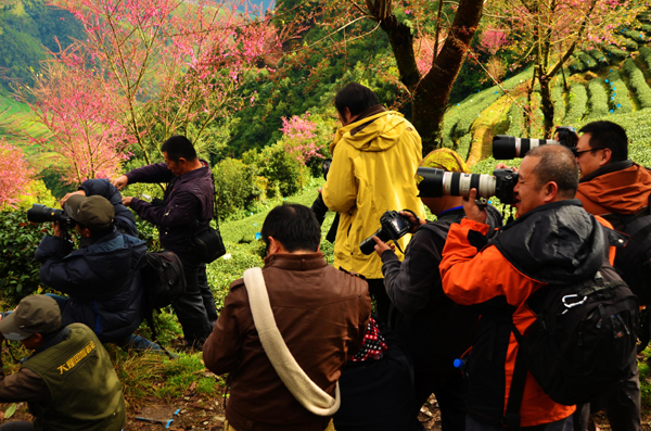 南涧无量山：冬日樱花迷人眼