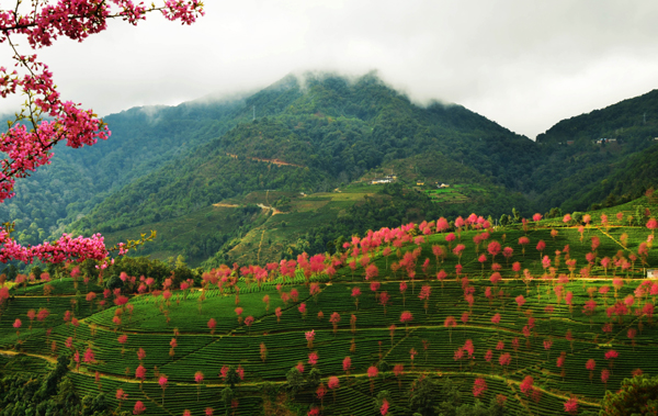 南涧无量山：冬日樱花迷人眼