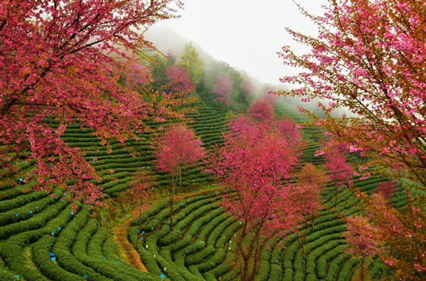 南涧无量山：冬日樱花迷人眼