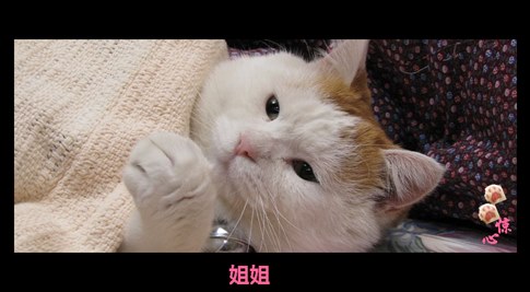 猫叔版步步惊心连续剧 人类已经阻止不了猫叔爆萌了