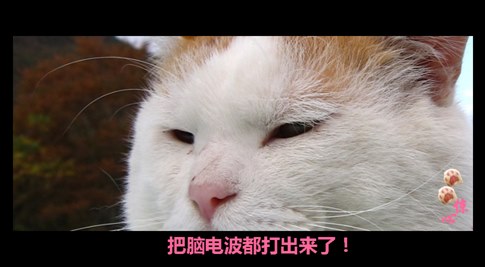 猫叔版步步惊心连续剧 人类已经阻止不了猫叔爆萌了