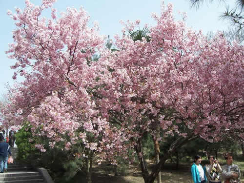 青龙寺樱花：千年沧桑中那点樱红