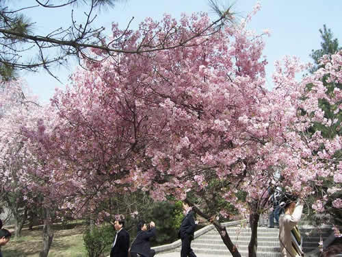 青龙寺樱花：千年沧桑中那点樱红