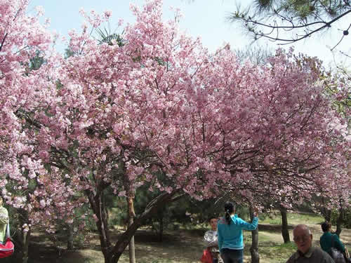 青龙寺樱花：千年沧桑中那点樱红