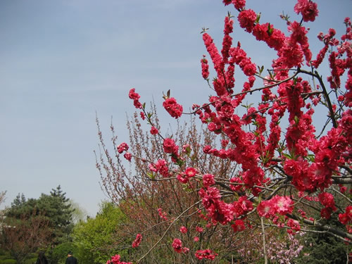 青龙寺樱花：千年沧桑中那点樱红