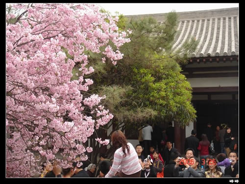 青龙寺樱花：千年沧桑中那点樱红