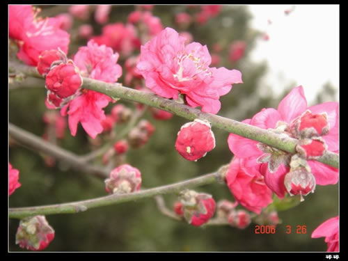 青龙寺樱花：千年沧桑中那点樱红