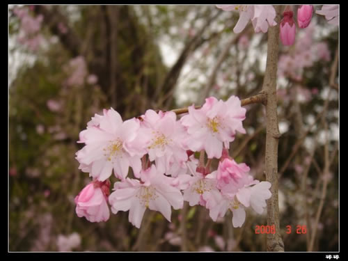 青龙寺樱花：千年沧桑中那点樱红