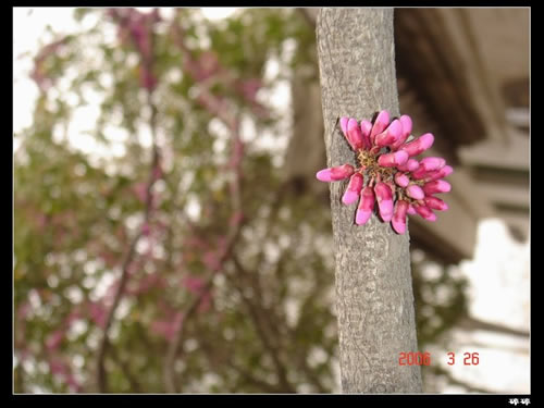 青龙寺樱花：千年沧桑中那点樱红