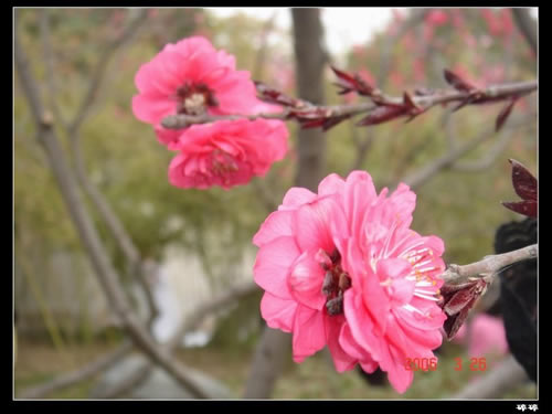 青龙寺樱花：千年沧桑中那点樱红